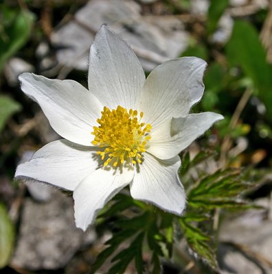 074alpine pasque flower.jpg