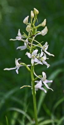069butterfly orchid.jpg