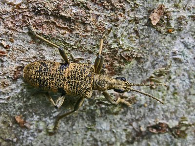 bark beetle.jpg