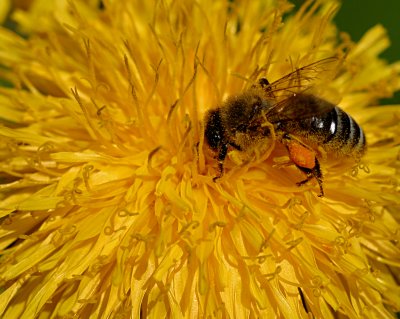 bee with pollen.jpg