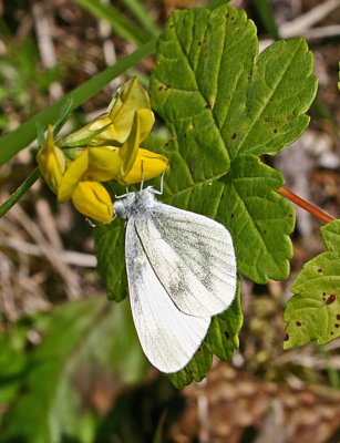 068wood white.jpg