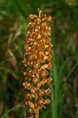 063birds nest orchid.jpg