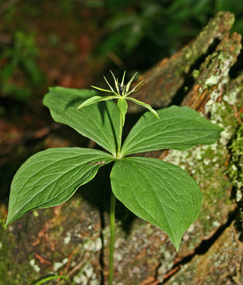 067herb paris 2.jpg