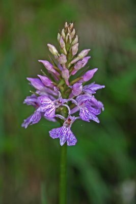 spotted orchid.jpg