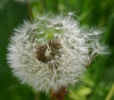 059dandelion seedhead 4.jpg