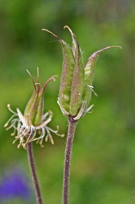 061columbine seedheads.jpg