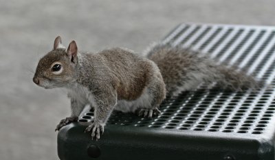 grey squirrel.jpg