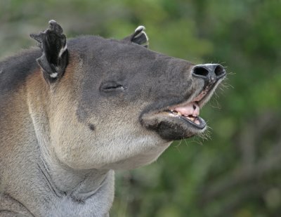 bairds tapir.jpg