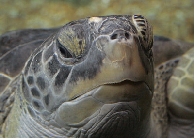 turtle 2.jpg