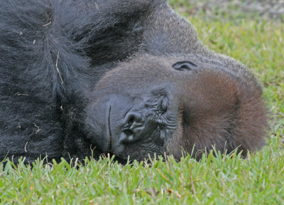 gorilla sleeping.jpg
