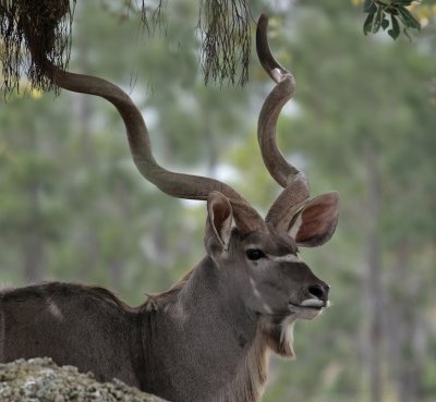 greater kudu.jpg