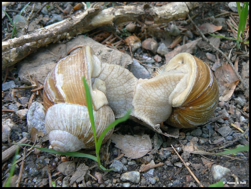 P1410463 Mating snails.jpg
