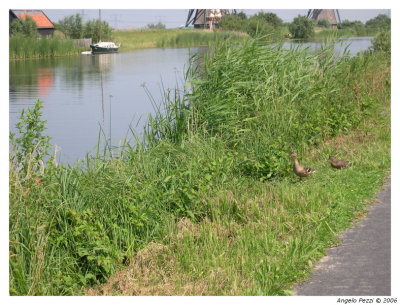 Kinderdijk