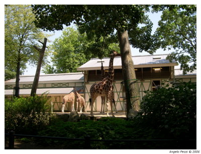 Artis ZOO