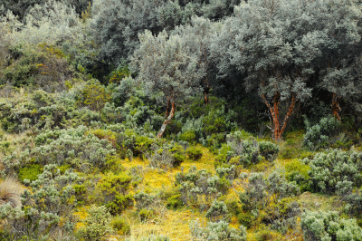 cajas