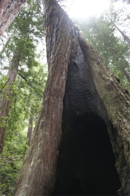 Old Redwood