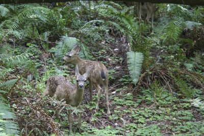 Fawns in Muir Woods
