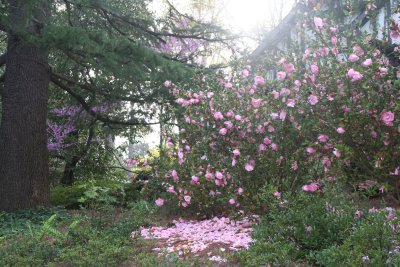 Falling Petals