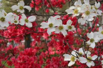 White on Red