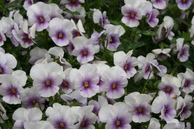 Little Pansies