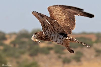 SHORT-TOED EAGLE.jpg