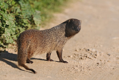 wild_animals_