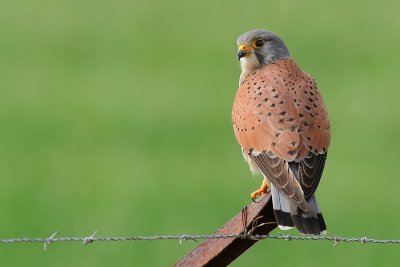 DSC_0627.jpg
