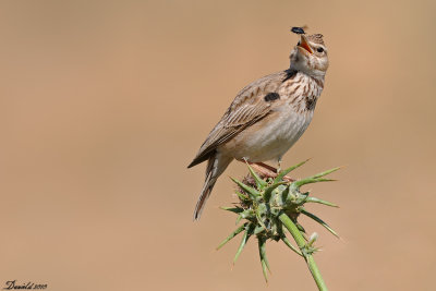 crested_lark_