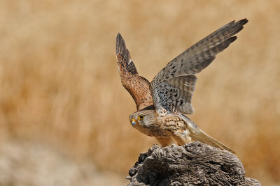 DSC_5681.jpg