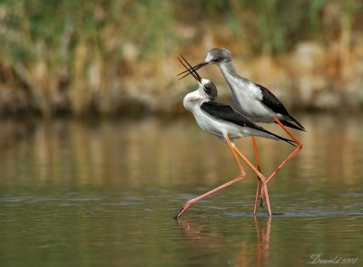 duel black_winged_stilt .jpg