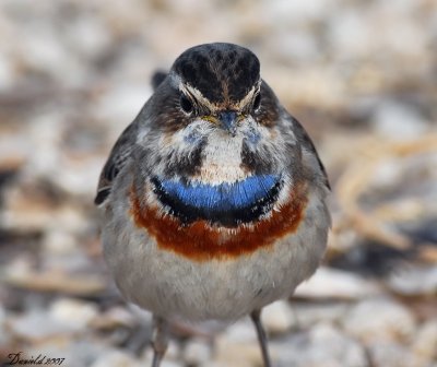 bluethroat