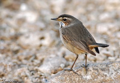 bluethroat 2