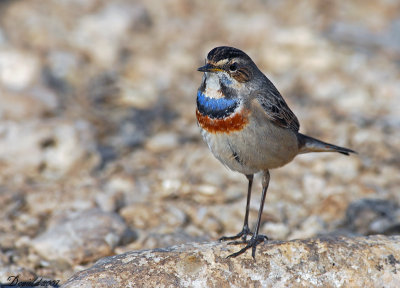 bluethroat 3