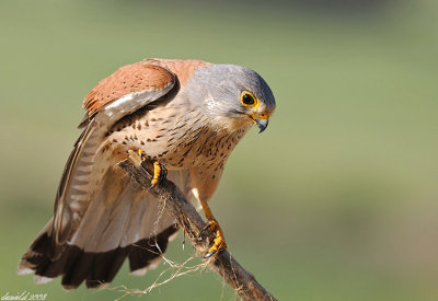 falcon II.jpg
