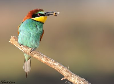 bee-eater.jpg