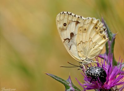 DSC_9393.jpg