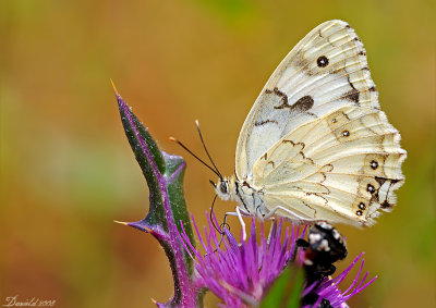 DSC_9395_1.jpg
