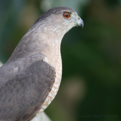 Cooper's Hawk