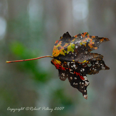 Corkscrew Swamp Sanctuary