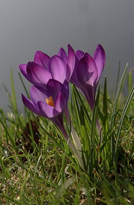 3crocus.jpg