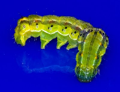 Caterpillar