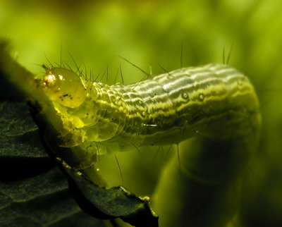 Moth Larvae