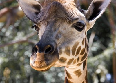 Giraffe