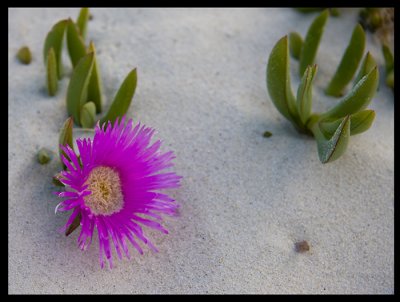 Sand Flower