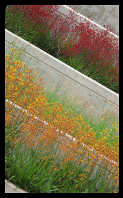 terraced flowers