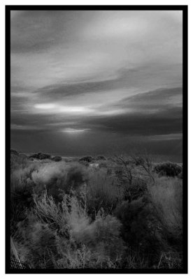 Evening_Dune_Saltbushes