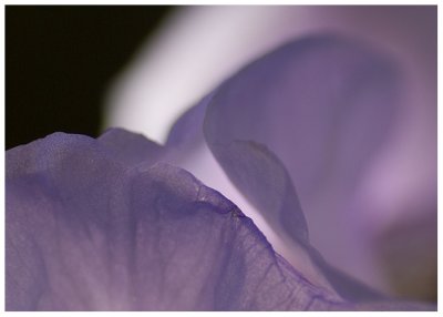 Iris Petals