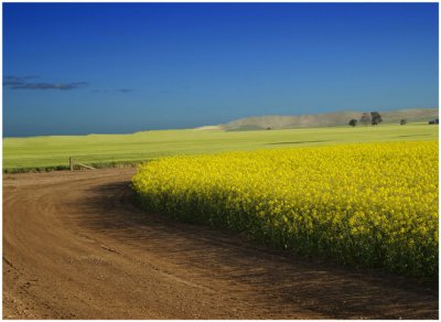 canola_fields_182