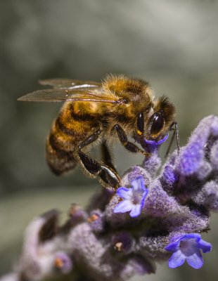 pollen harvest