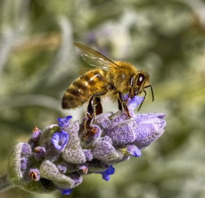 bee3